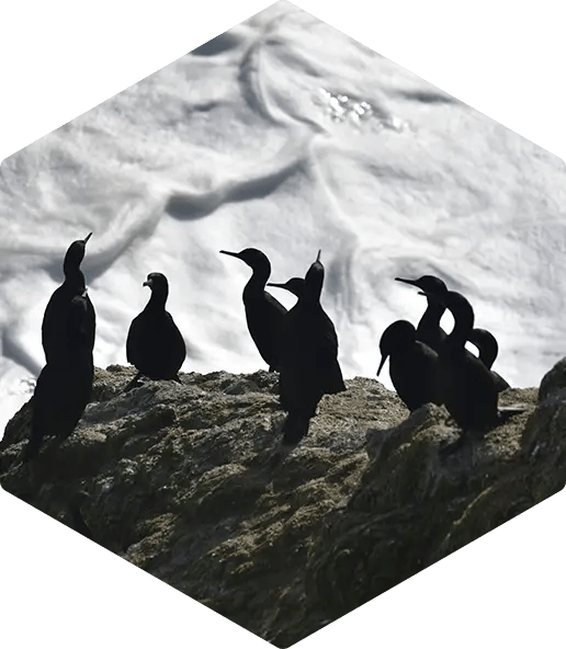 Strategy and Creative Planning