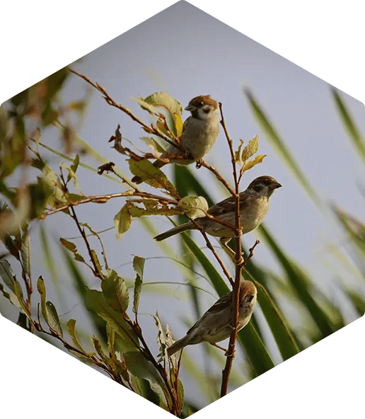 Content Dev and Production