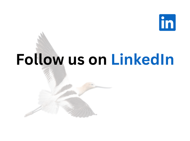 melissa groo flying bird (1)