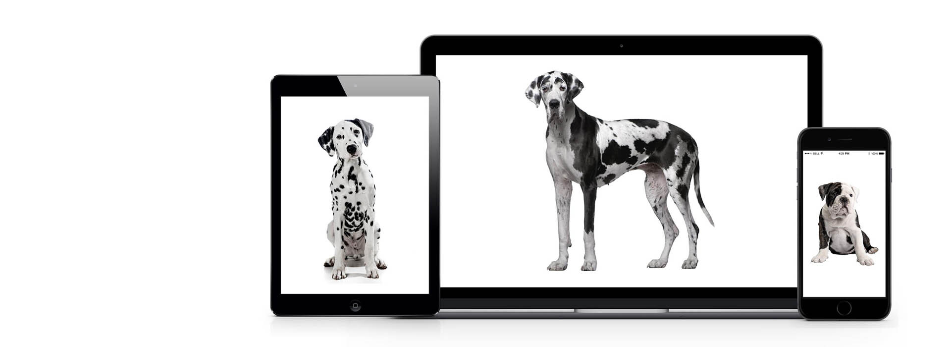 What Everyone Should Know About Responsive Web Design
