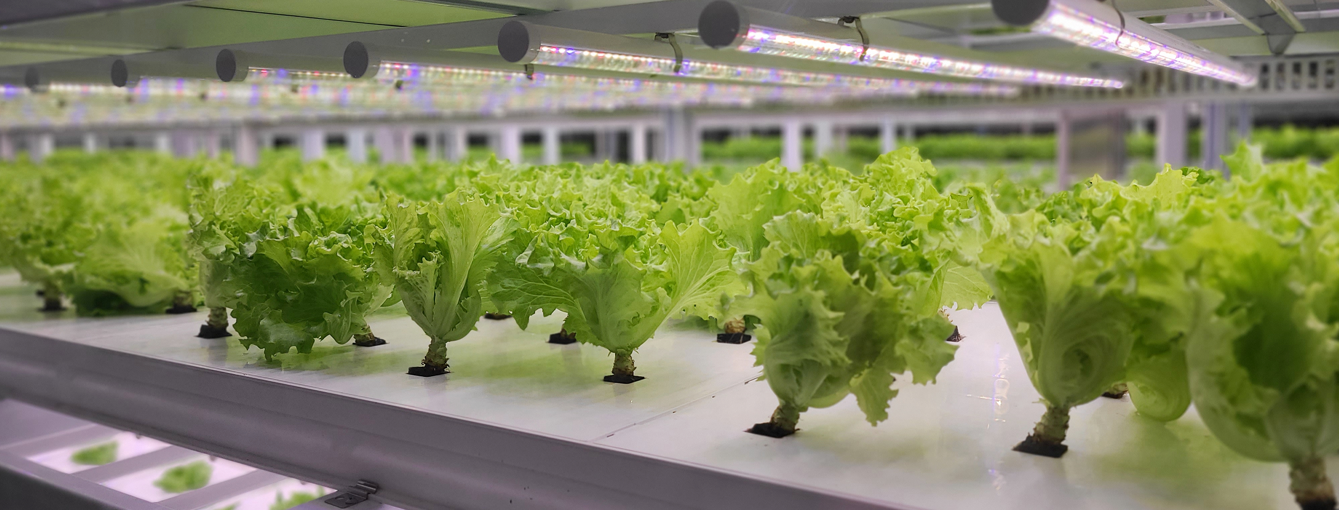 Food Sustainability: Disrupting the Status Quo